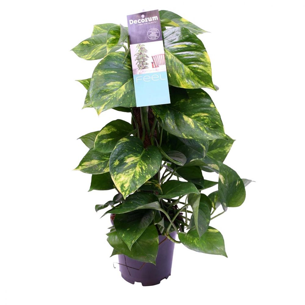 Scindapsus Aureum Plant Price in Dubai, UAE