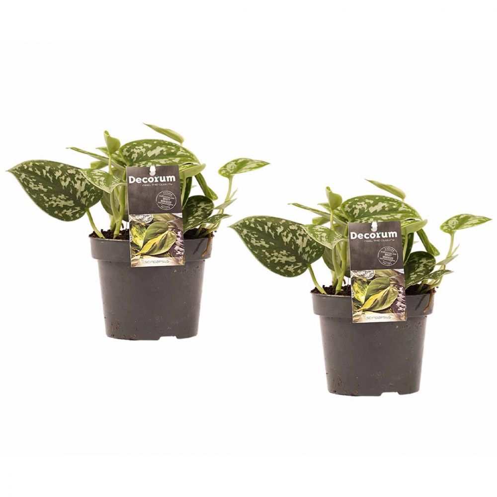 Scindapsus Pictus Trebie duo Plant Price in Dubai, UAE