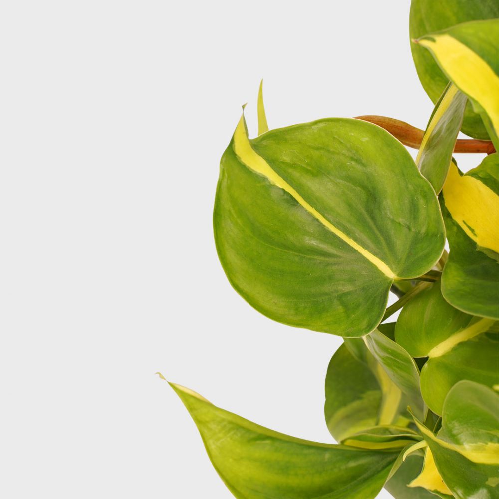 Philodendron Brasil Plant Price in Dubai, UAE - Image 2