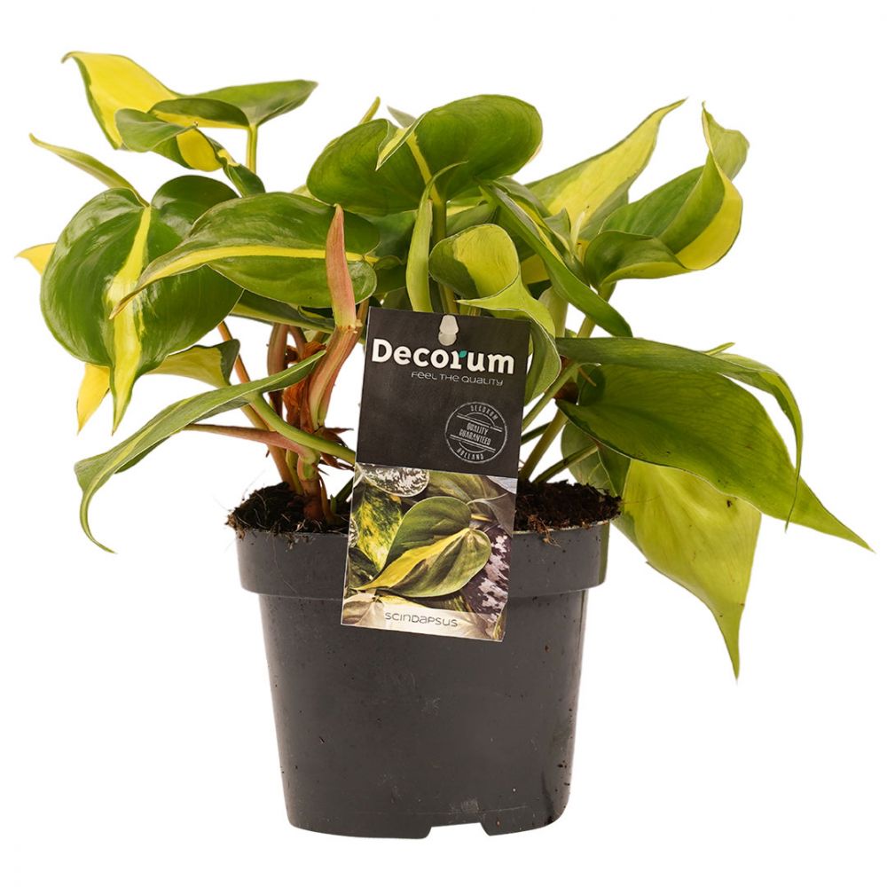 Philodendron Brasil Plant Price in Dubai, UAE
