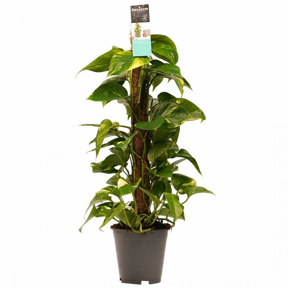 Scindapsus Aureum Plant Price in Dubai, UAE