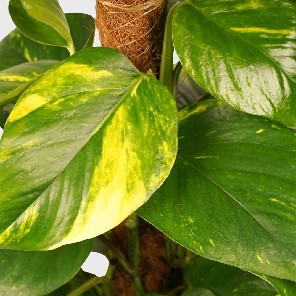 Scindapsus Aureum Plant Price in Dubai, UAE - Image 2