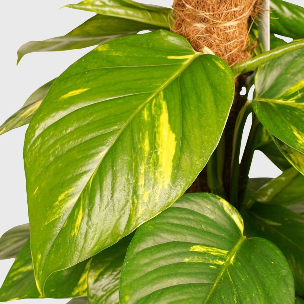 Scindapsus Aureum Plant Price in Dubai, UAE - Image 2
