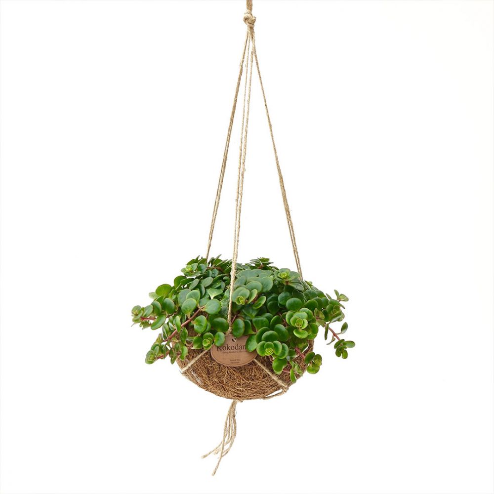 Sedum Tornado Plant Price in Dubai, UAE
