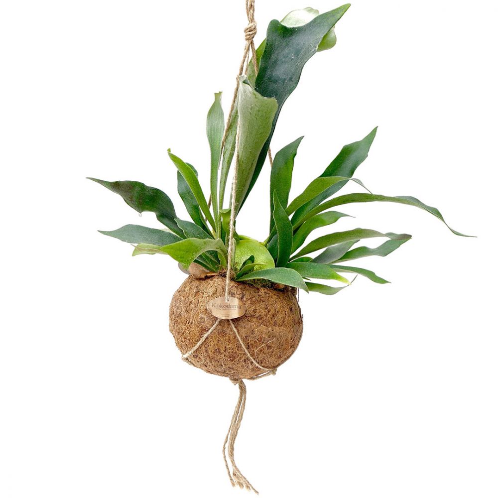 Platycerium bifurcatum Plant Price in Dubai, UAE