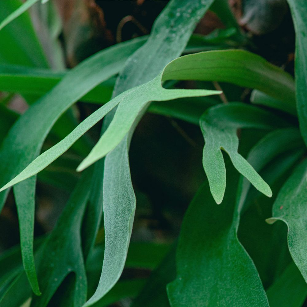 Platycerium bifurcatum Plant Price in Dubai, UAE - Image 2