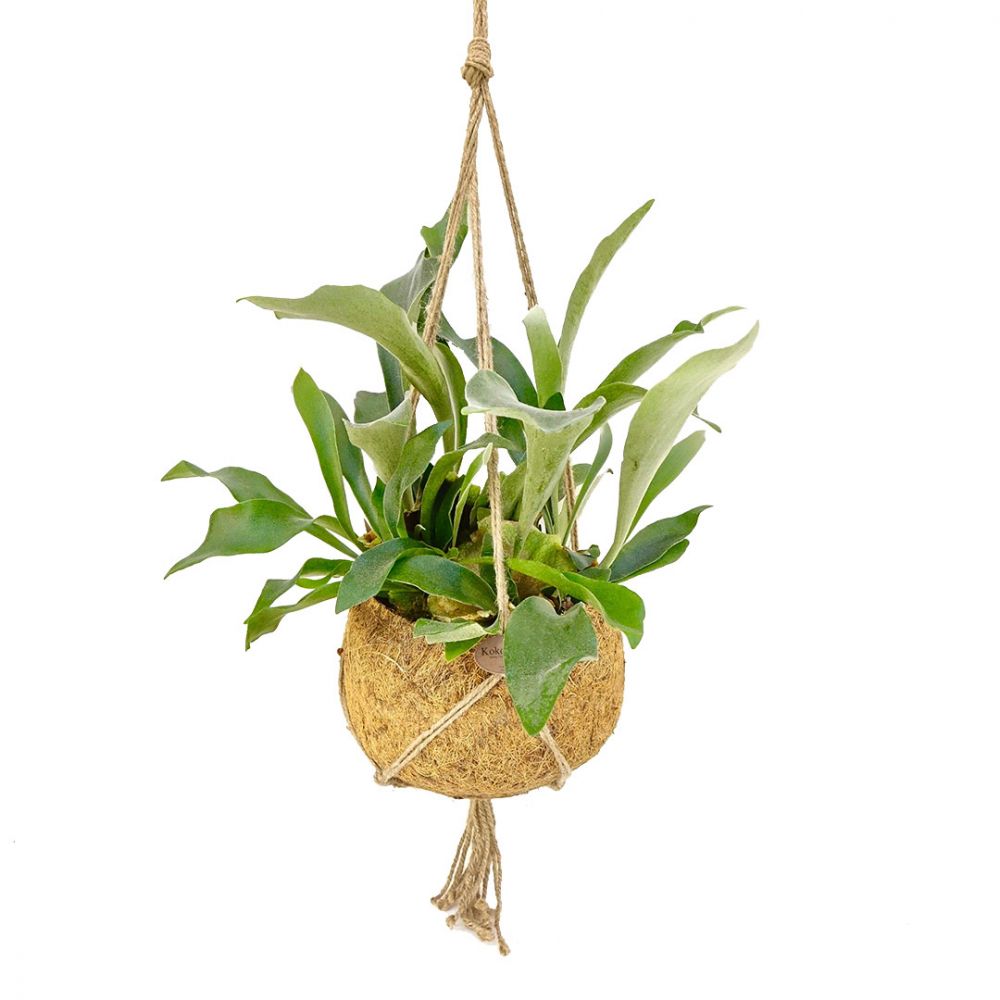 Platycerium bifurcatum Plant Price in Dubai, UAE