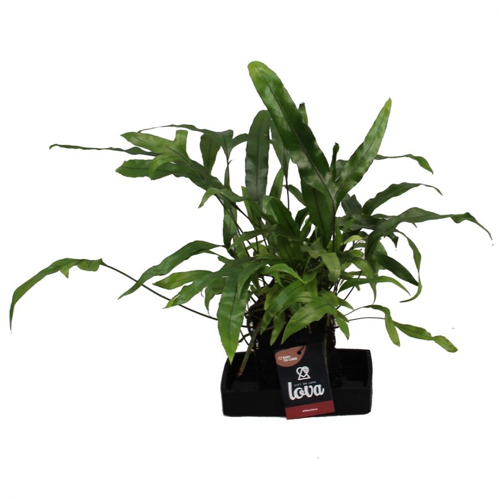 Lova Microsorum Diversifolium Plant Price in Dubai, UAE