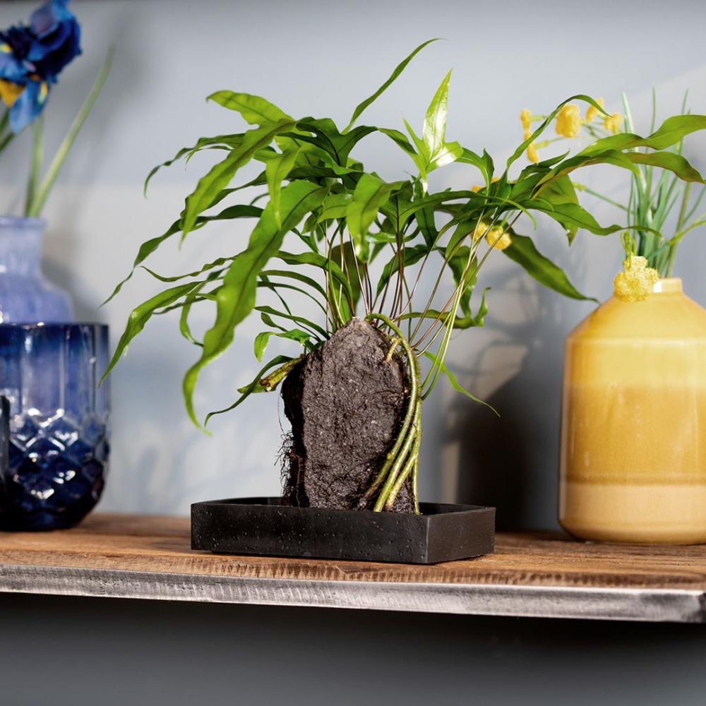 Lova Microsorum Diversifolium Plant Price in Dubai, UAE - Image 2
