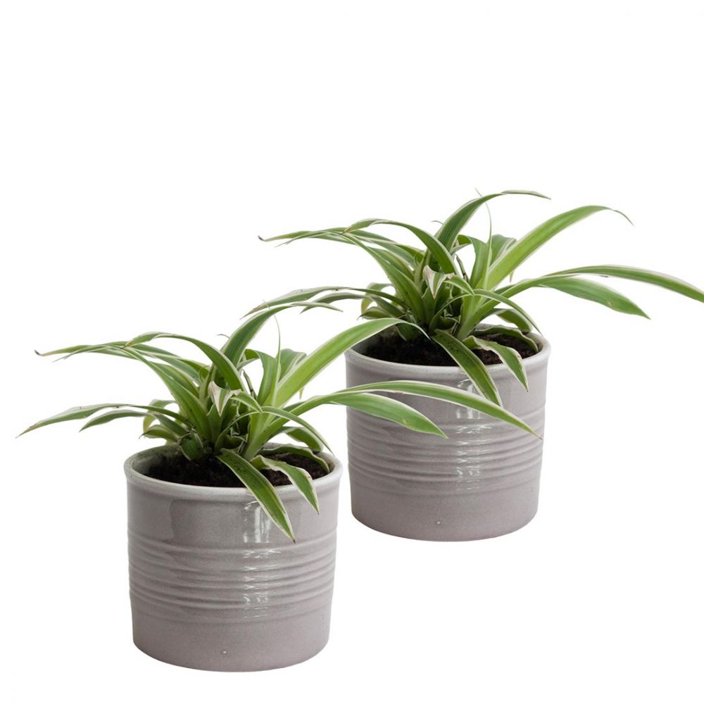 Chlorophytum Bonnie duo Plant Price in Dubai ,UAE