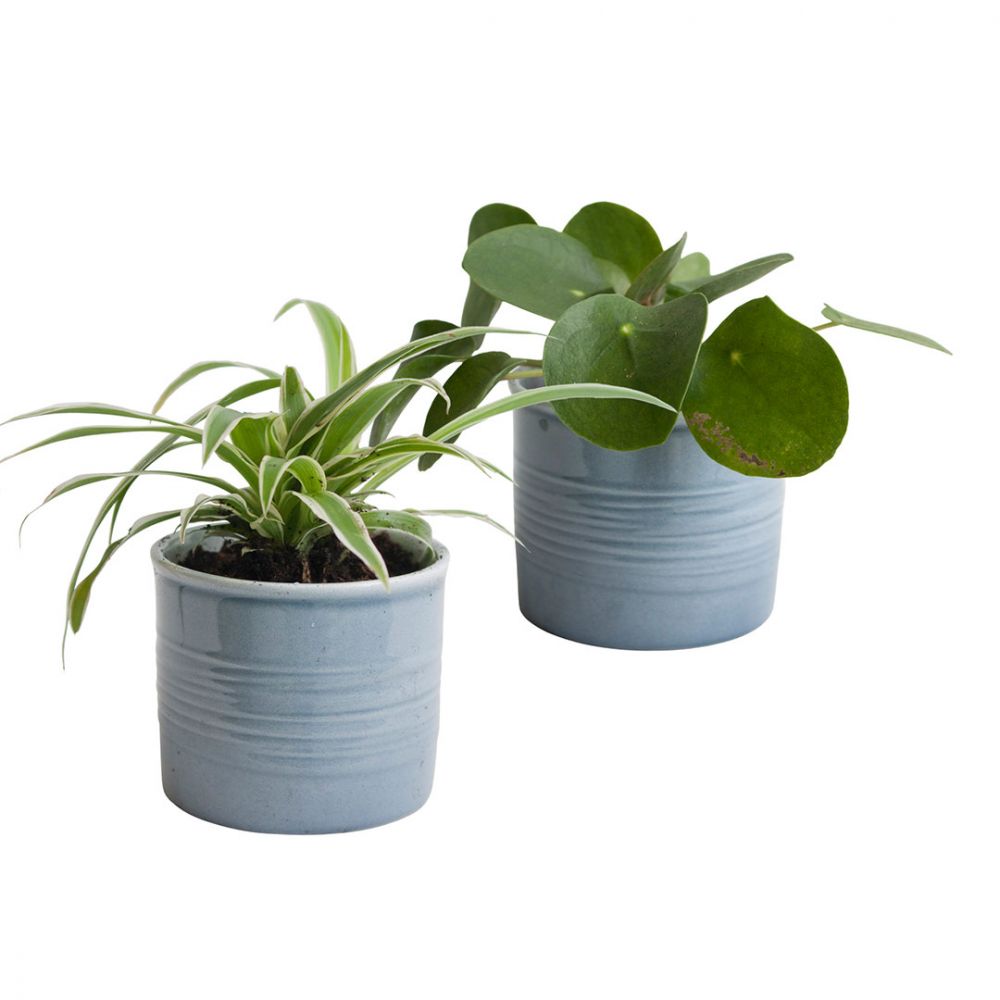 Pet-friendly duo Plant Price in Dubai,UAE