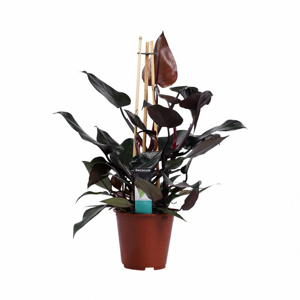 Philodendron Ruby Plant Price in Dubai, UAE