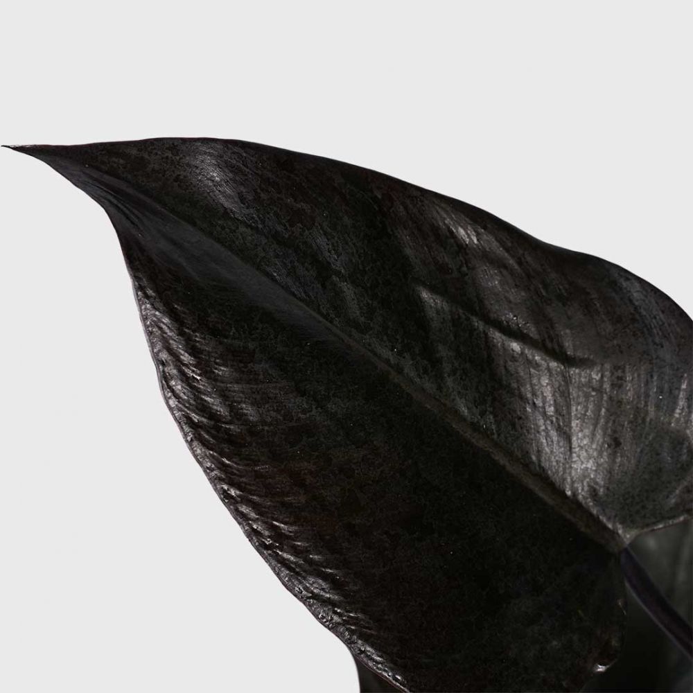 Philodendron Ruby Plant Price in Dubai, UAE - Image 2
