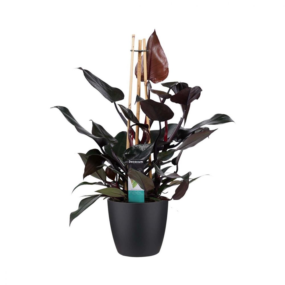 Philodendron Ruby Plant Price in Dubai, UAE