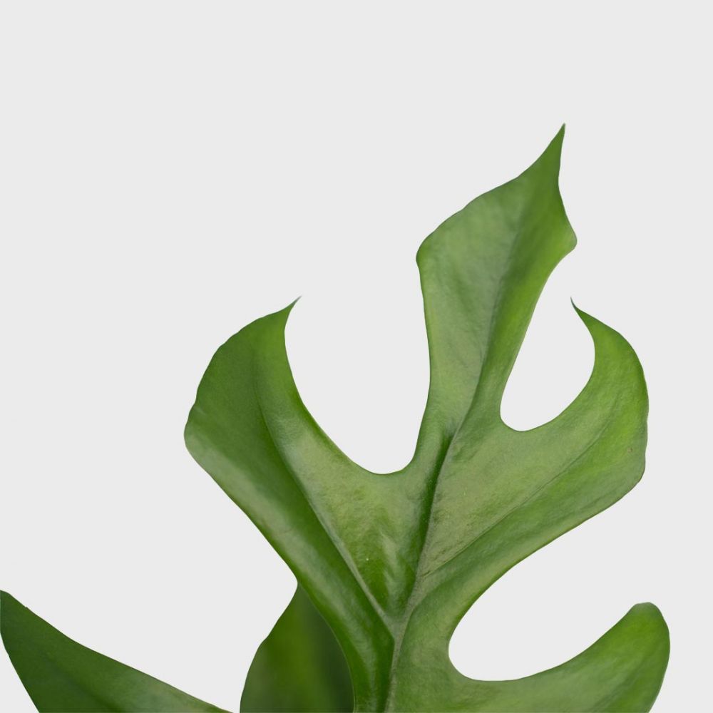 Philodendron Minima Plant Price in Dubai,UAE - Image 2