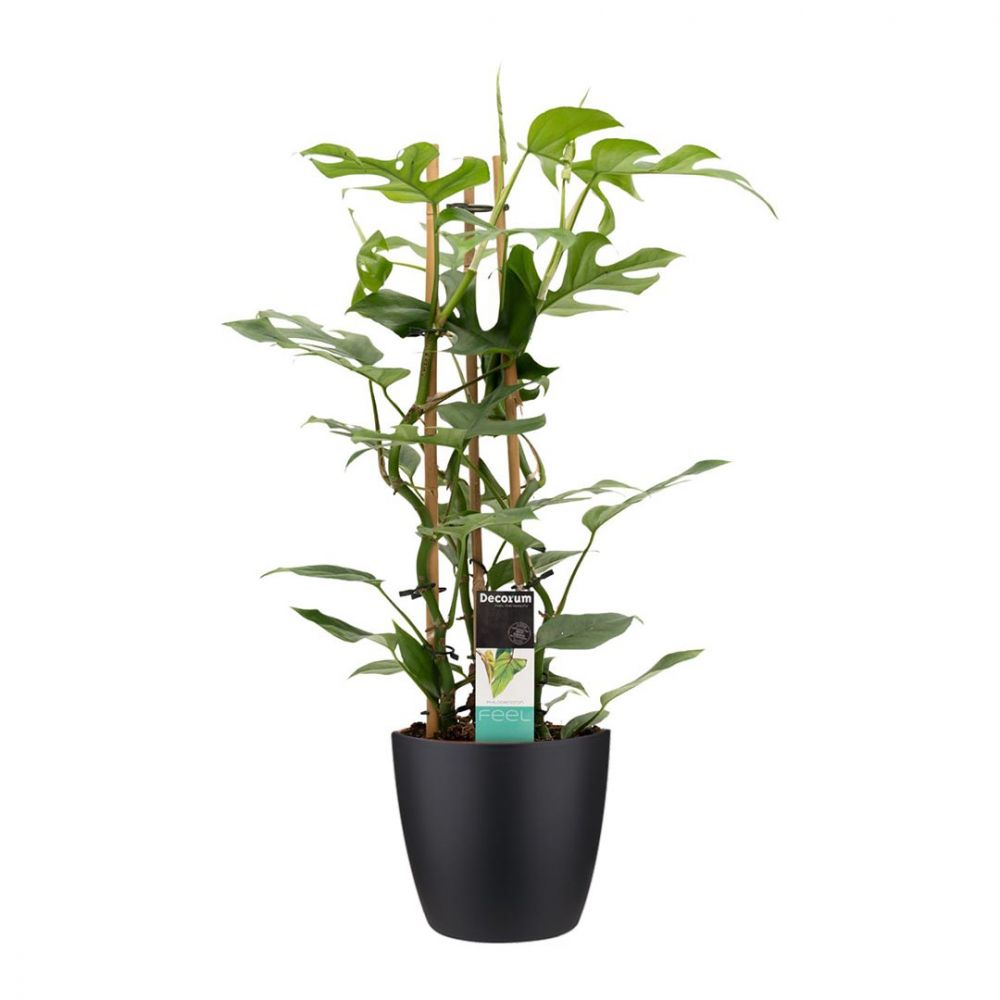 Philodendron Minima Plant Price in Dubai,UAE