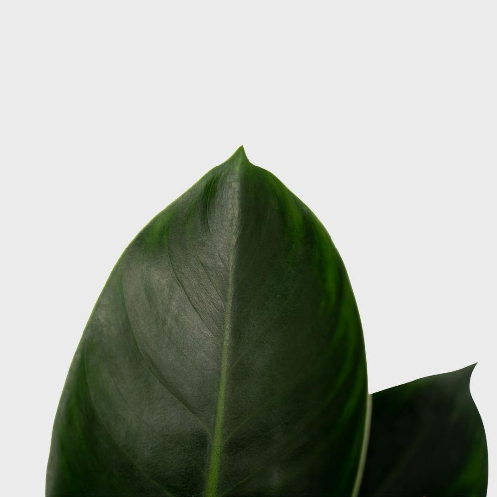 Philodendron Congo Apple Plant Price in Dubai, UAE - Image 2