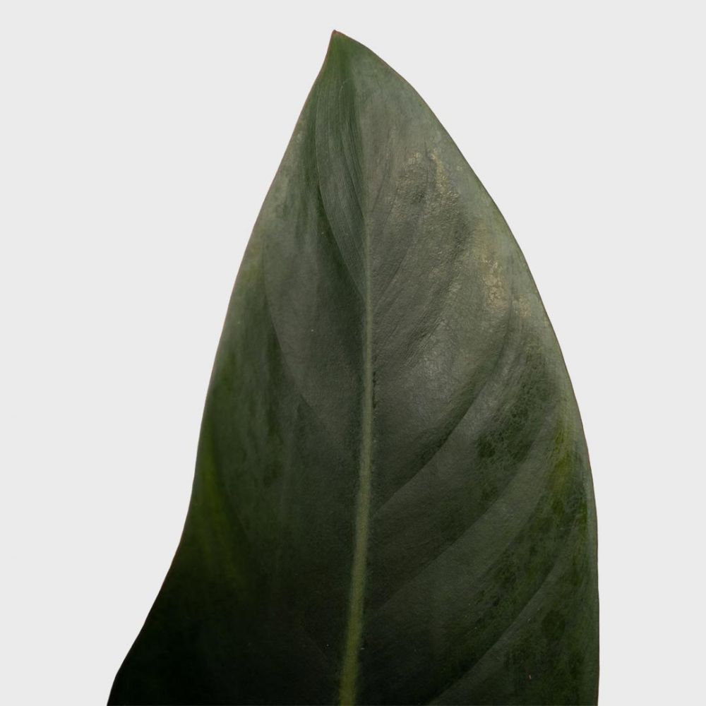 Philodendron Congo Rojo Plant Price in Dubai, UAE - Image 2