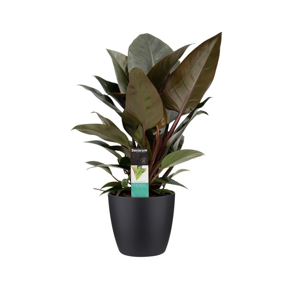 Philodendron Congo Rojo Plant Price in Dubai, UAE