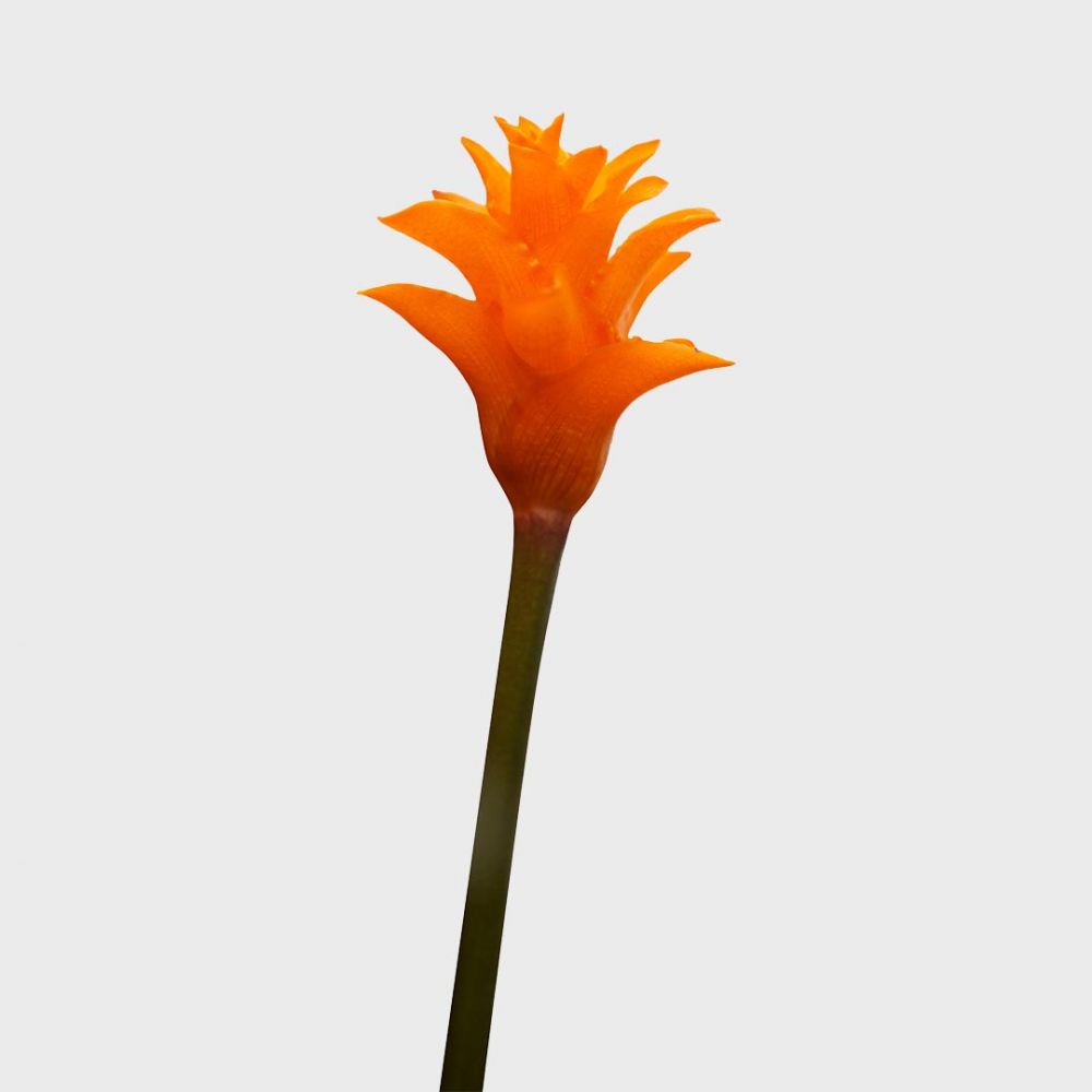 Calathea Crocata Candela Plant Price in Dubai, UAE - Image 2