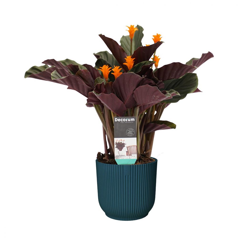 Calathea Crocata Candela Plant Price in Dubai, UAE