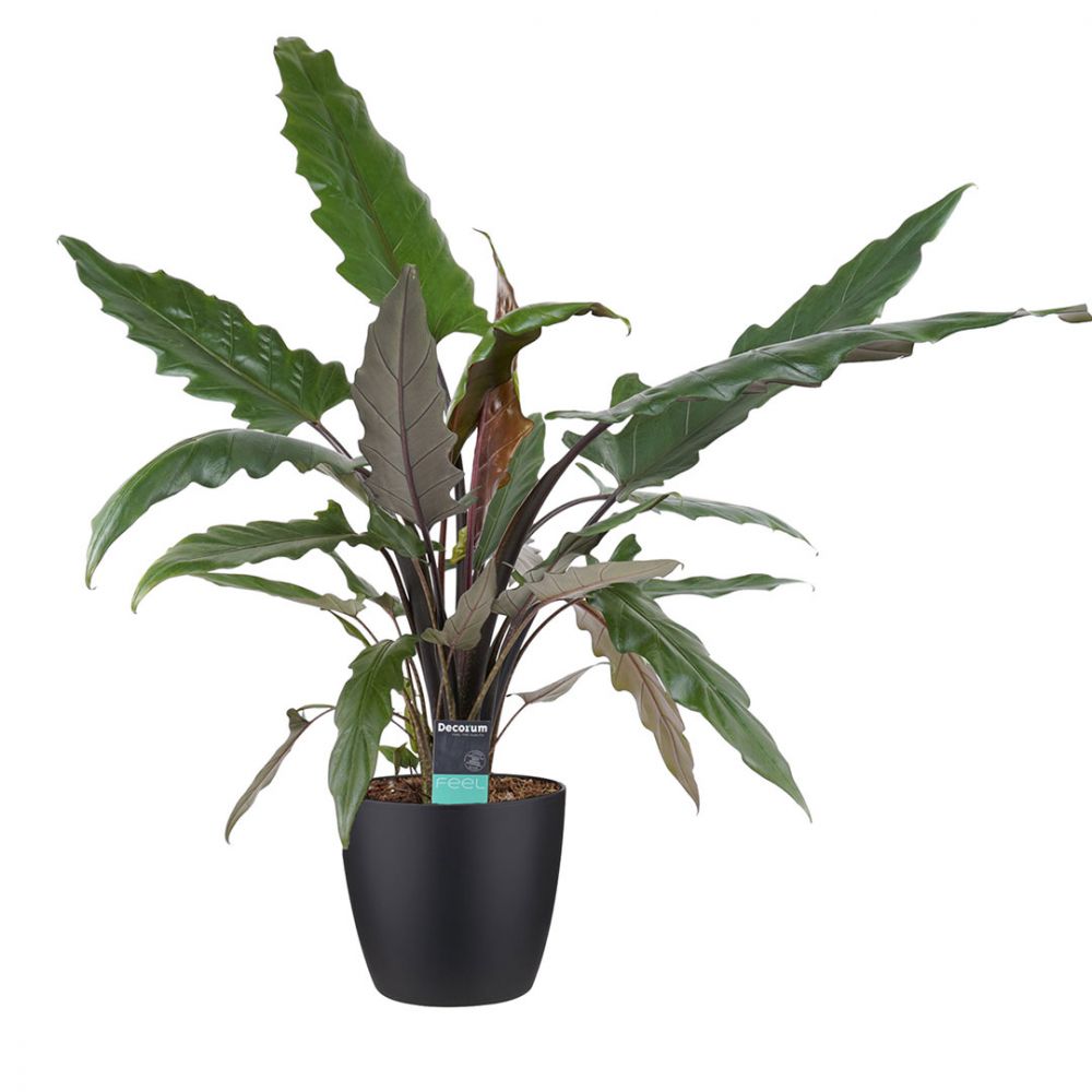 Alocasia Lauterbachiana Plant Price in Dubai, UAE