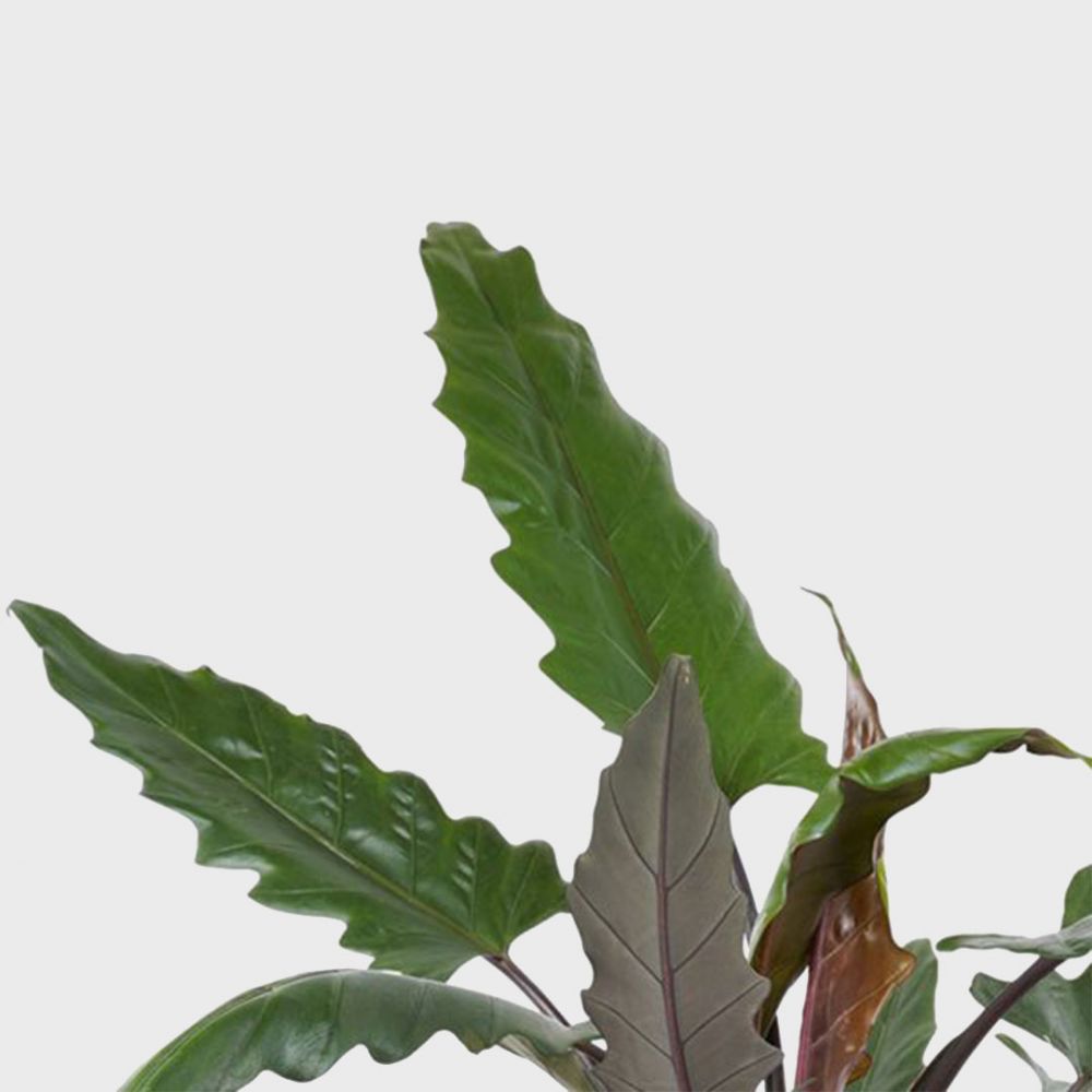 Alocasia Lauterbachiana Plant Price in Dubai, UAE - Image 2