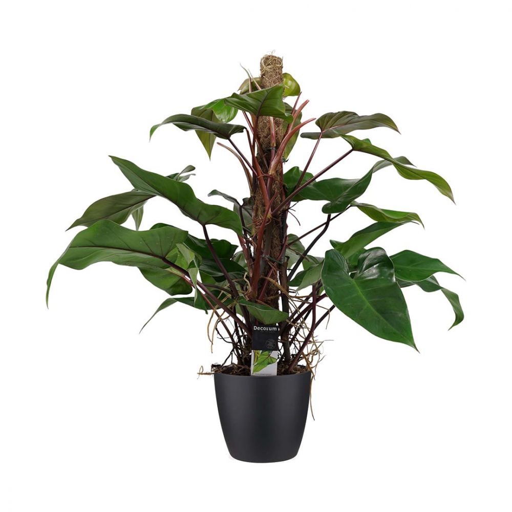 Philodendron Red Emerald Plant Price in Dubai, UAE