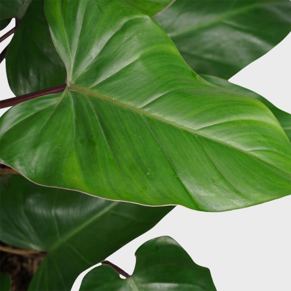 Philodendron Red Emerald plant Price in Dubai, UAE - Image 2