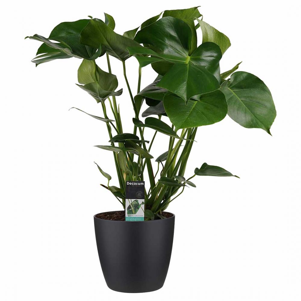 Monstera Deliciosa Plant Price in Dubai,UAE