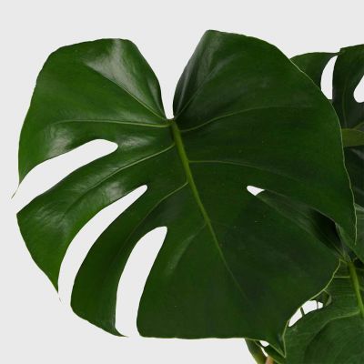 Tropical plant set Plant Price in Dubai, UAE - Image 3
