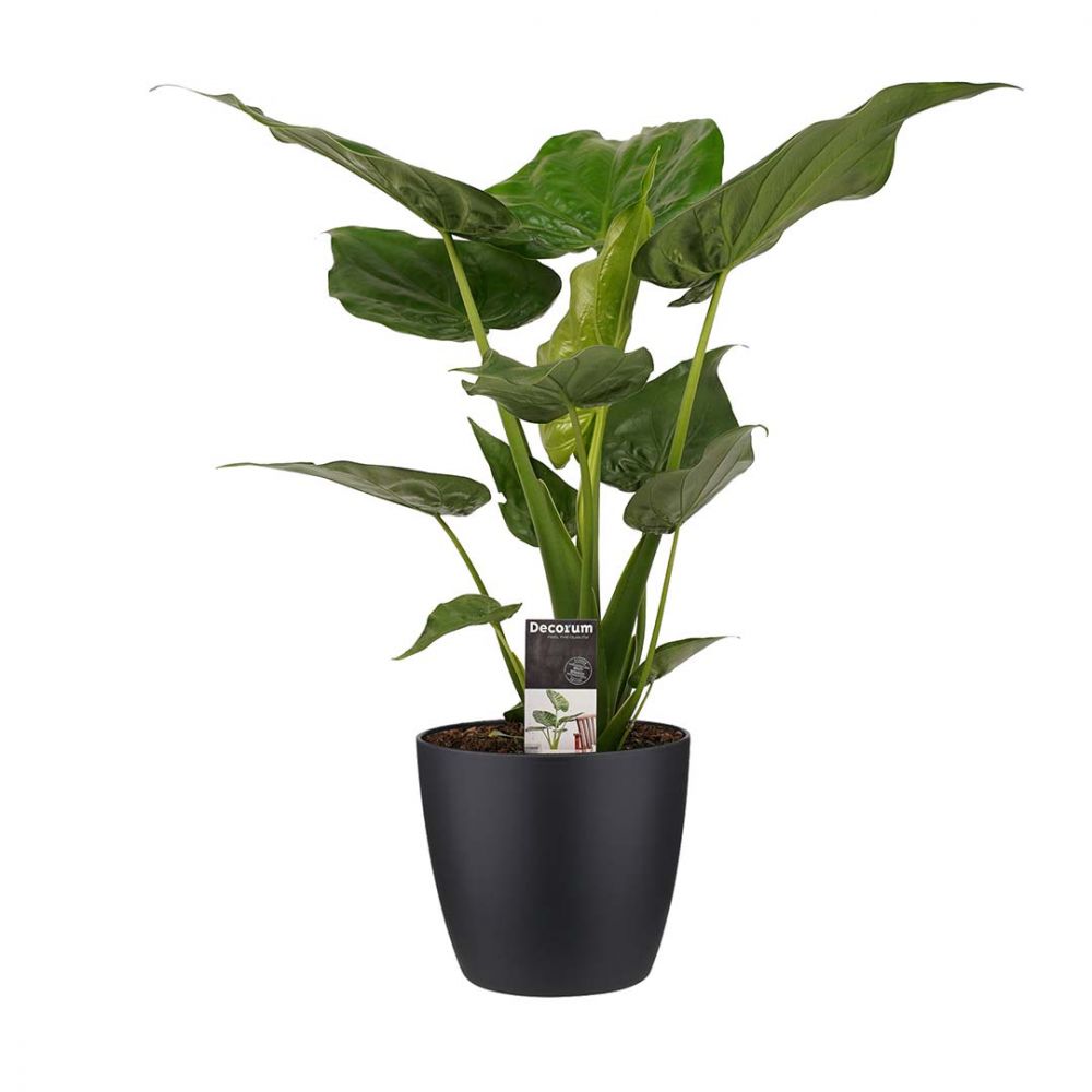 Alocasia Cucullata Plant Price in Dubai,UAE