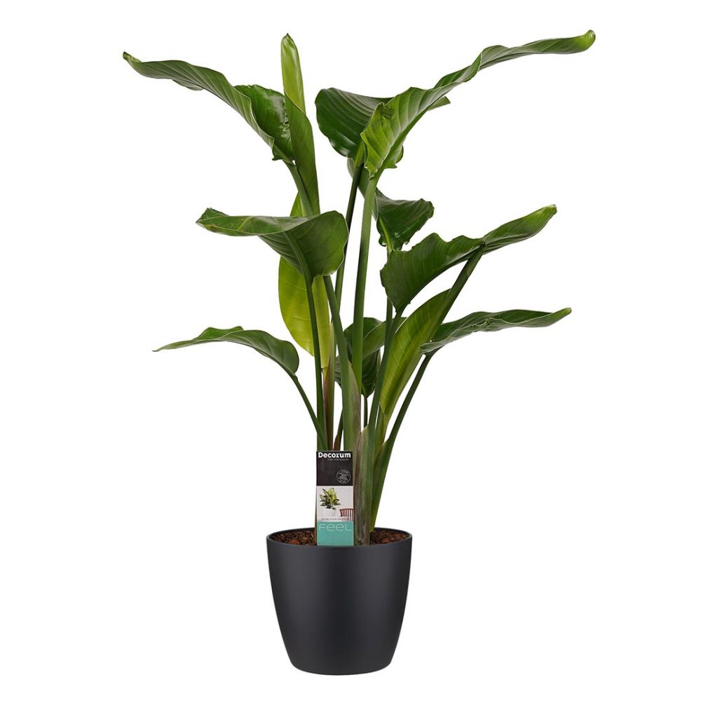Strelitzia Nicolai Plant Price in Dubai, UAE