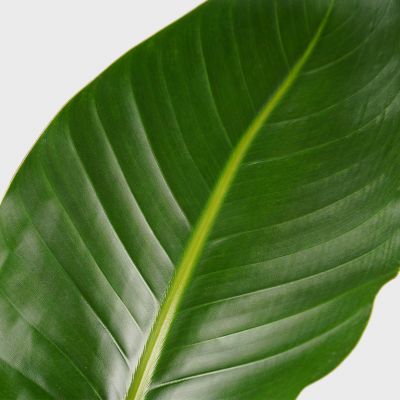 Paradise plant mix Plant Price in Dubai, UAE - Image 4