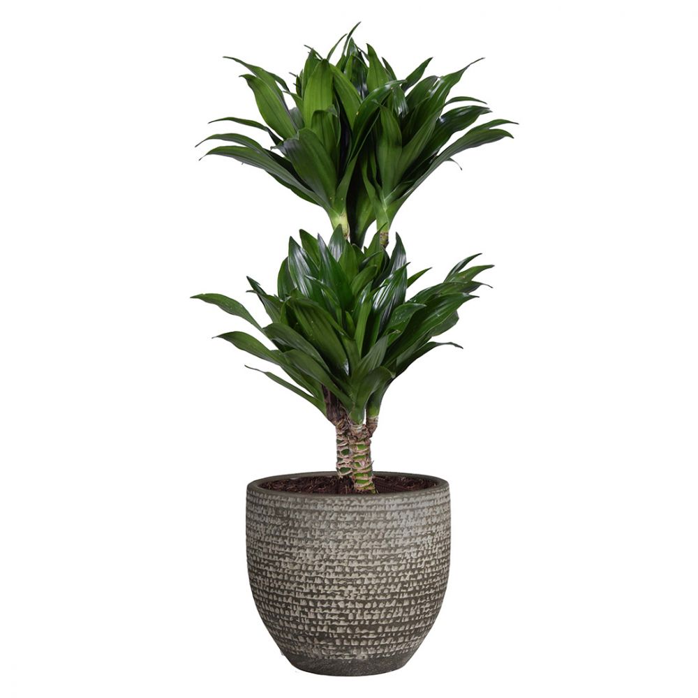Dracaena Compacta Plant Price in Dubai, UAE