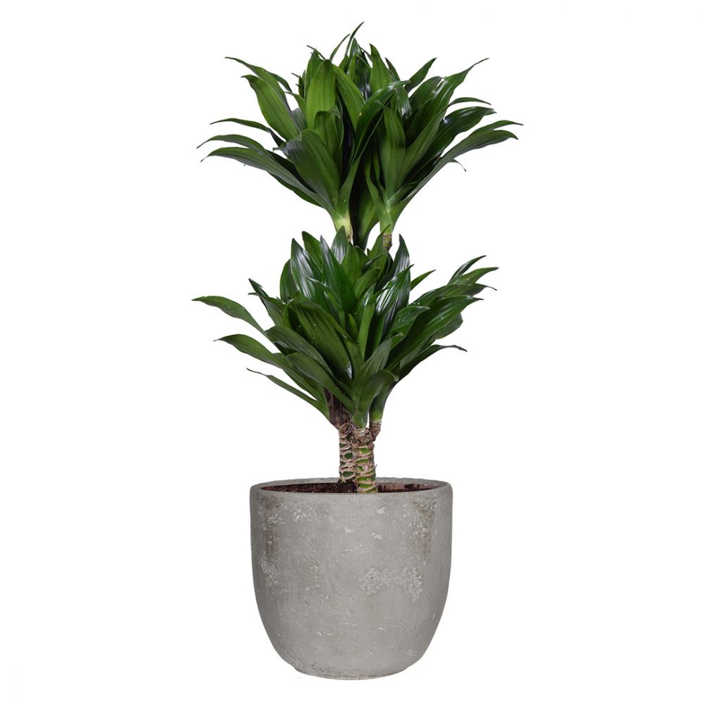 Dracaena Compacta Plant Price in Dubai, UAE