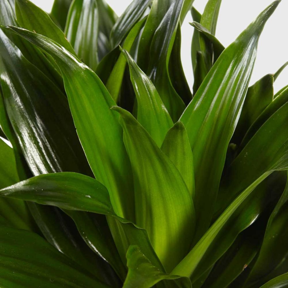 Dracaena Compacta Plant Price in Dubai, UAE - Image 2