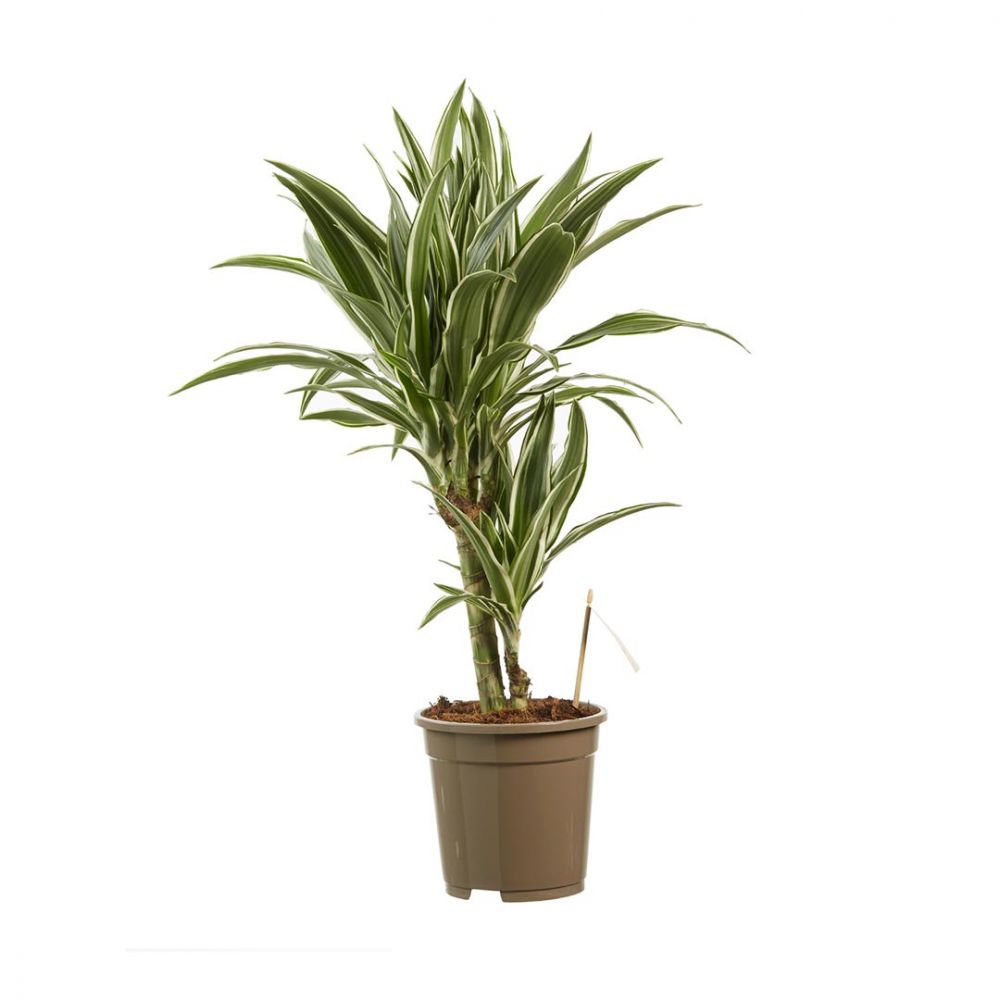 Dracaena White Stripe Plant Price in Dubai, UAE