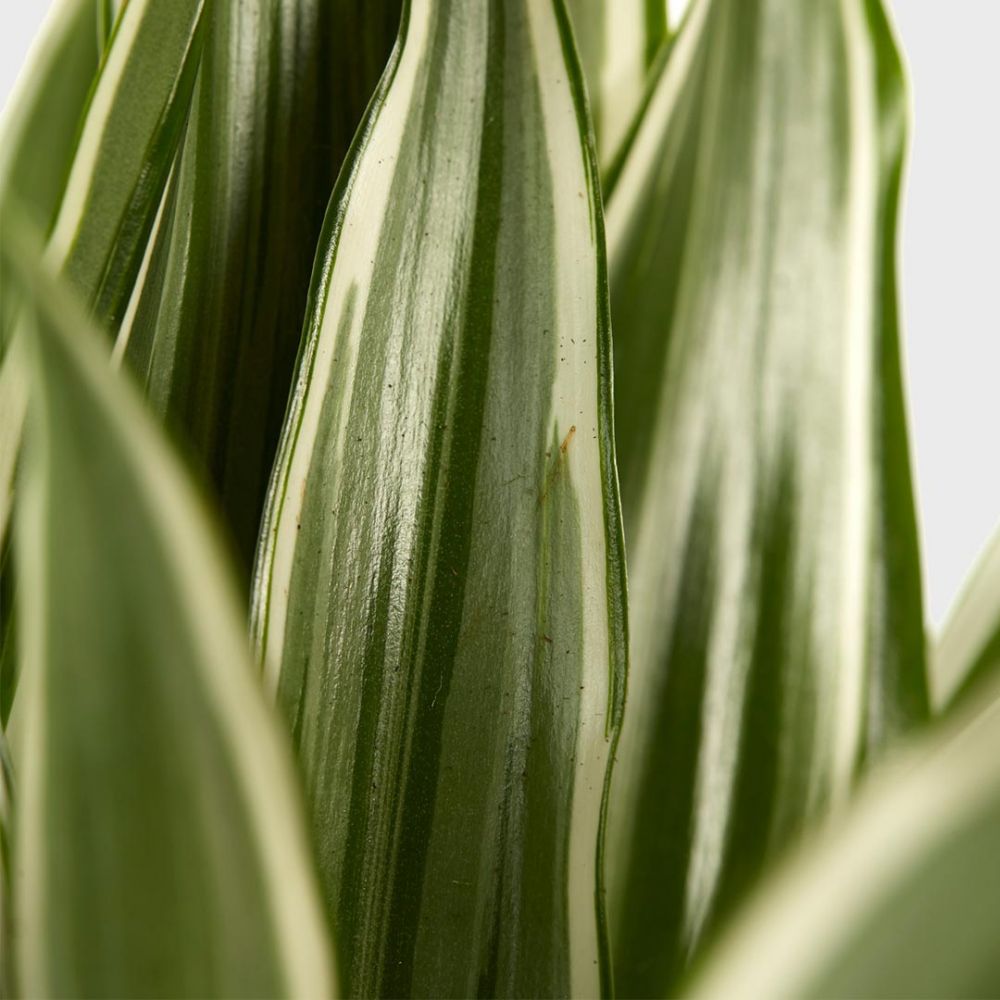 Dracaena White Stripe Plant Price in Dubai, UAE - Image 2