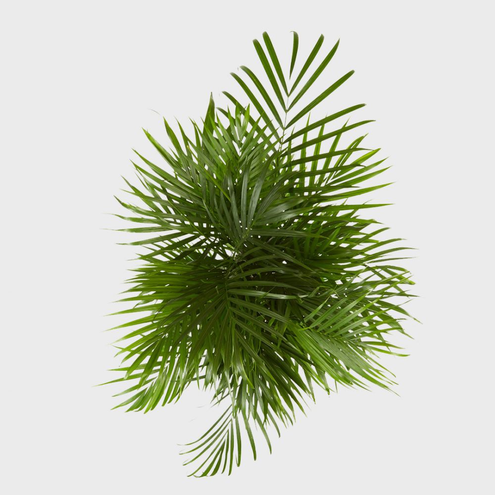Areca palm Plant Price in Dubai, UAE - Image 2
