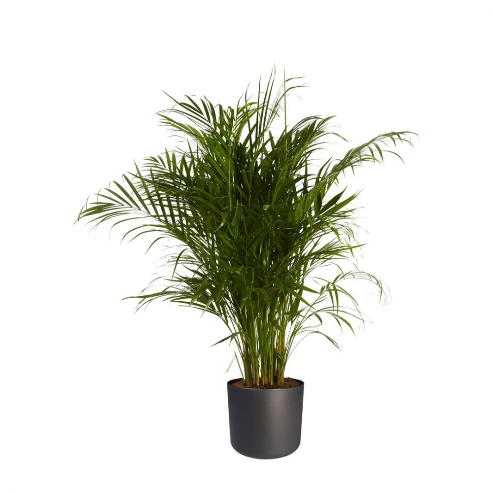 Areca palm Plant Price in Dubai, UAE