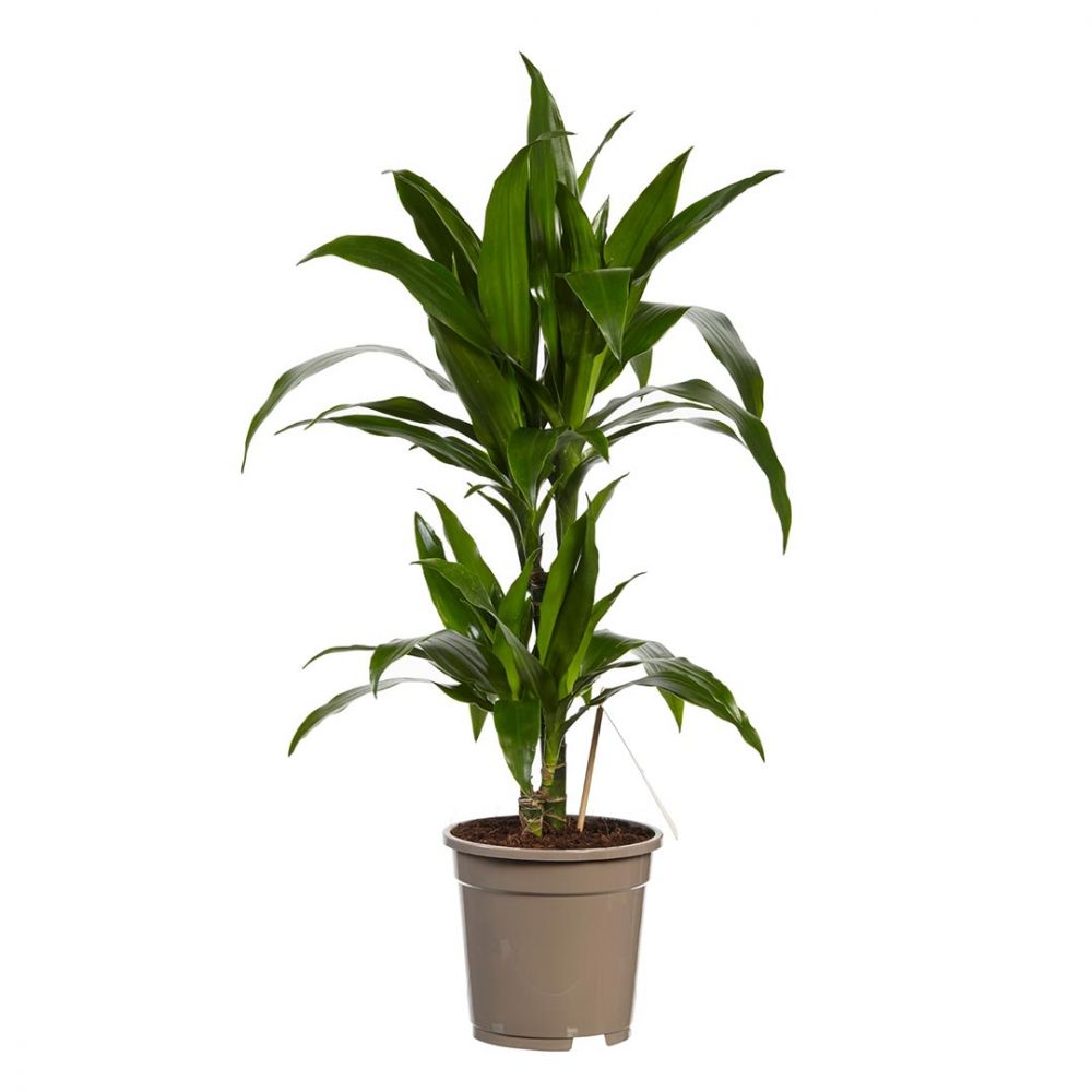 Dracaena Janet Graig Plant Price in Dubai, UAE