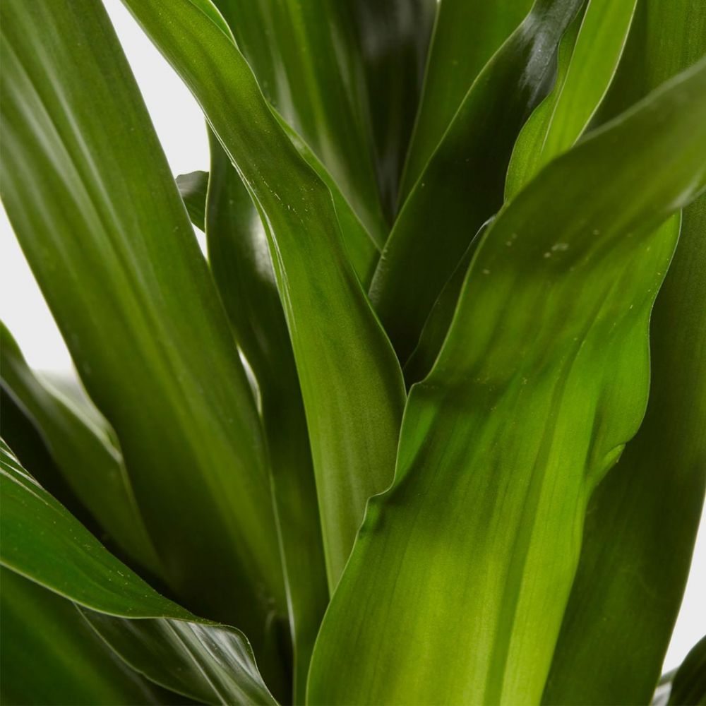 Dracaena Janet Graig Plant Price in Dubai, UAE - Image 2
