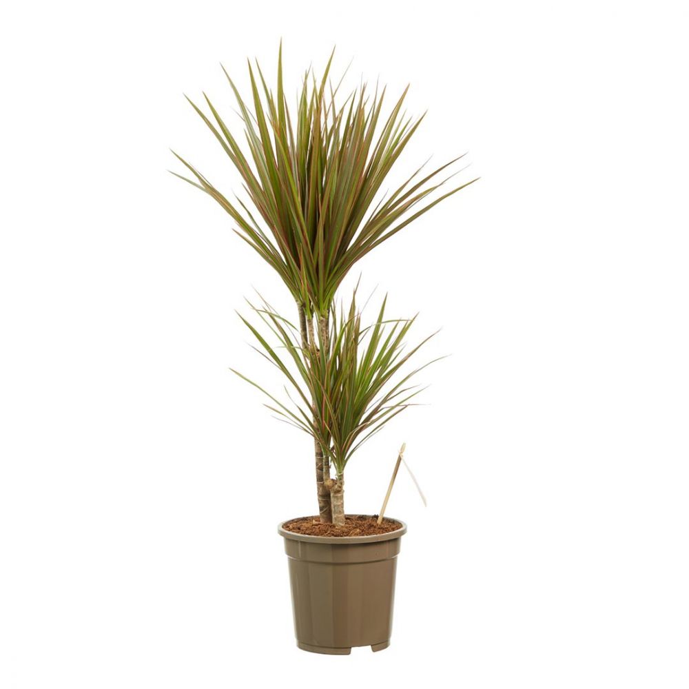 Dracaena Bicolour Plant Price in Dubai, UAE