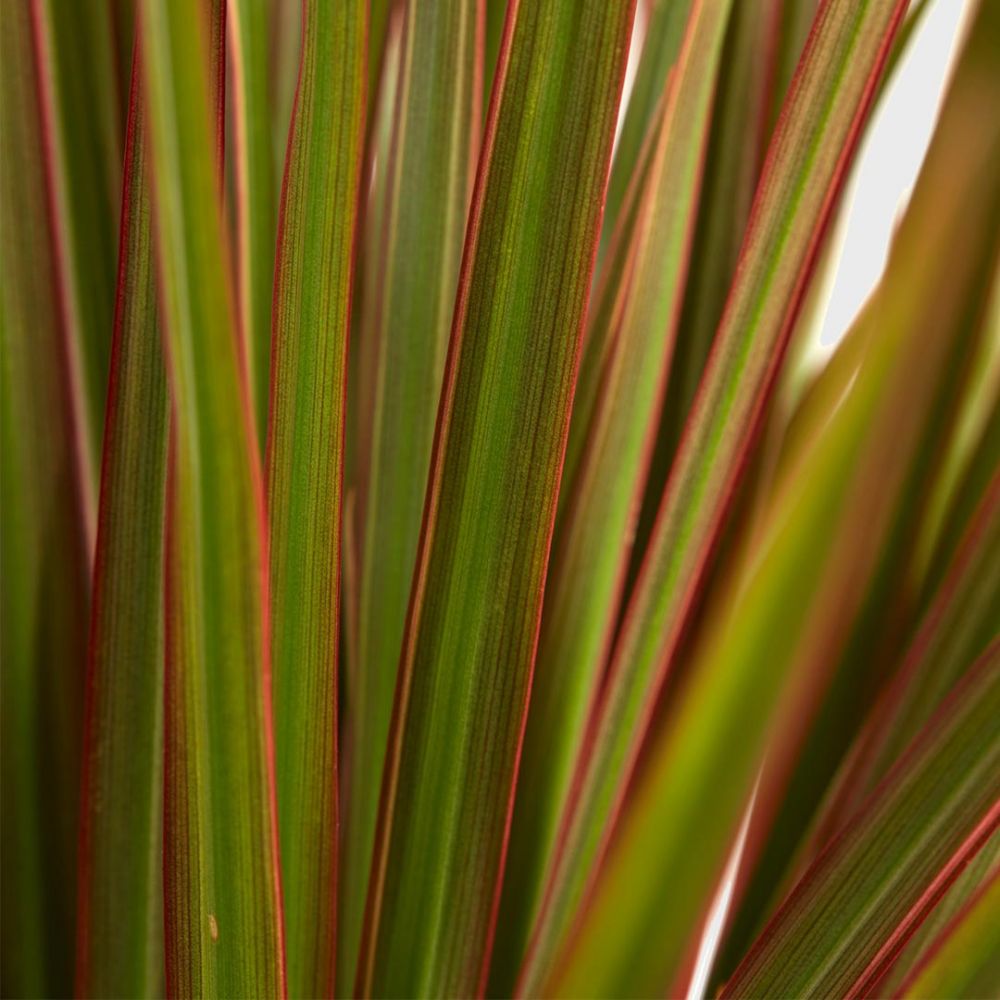 Dracaena Bicolour Plant Price in Dubai, UAE - Image 2
