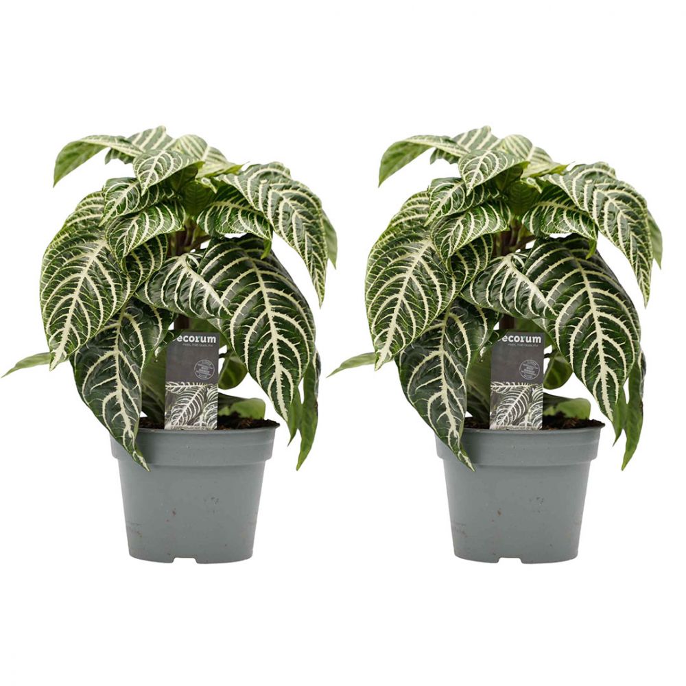 Aphelandra Squarrosa duo Plant Price in Dubai, UAE