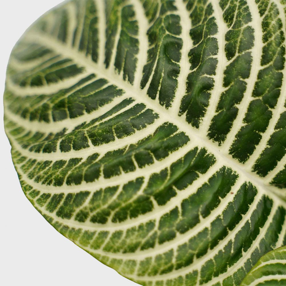 Aphelandra Squarrosa duo Plant Price in Dubai, UAE - Image 2