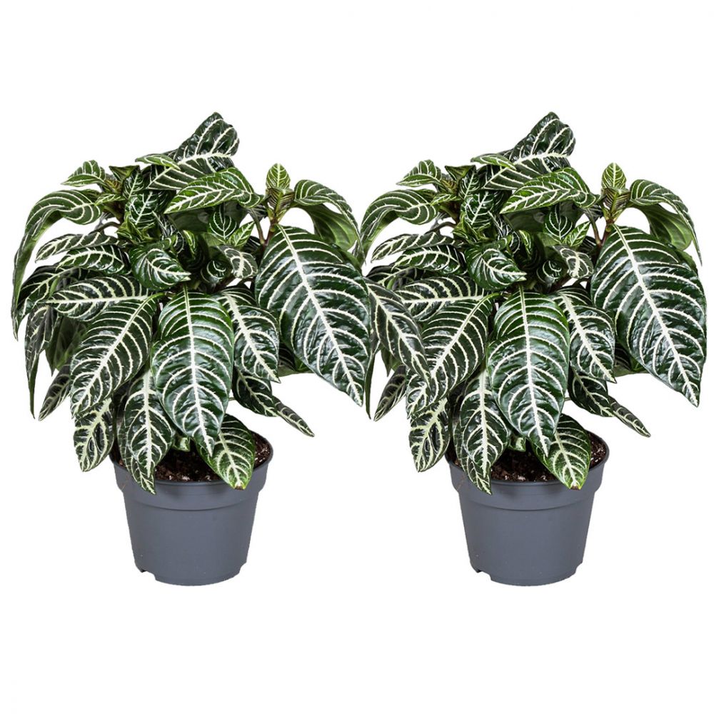 Aphelandra Squarrosa duo large Plant Price in Dubai, UAE