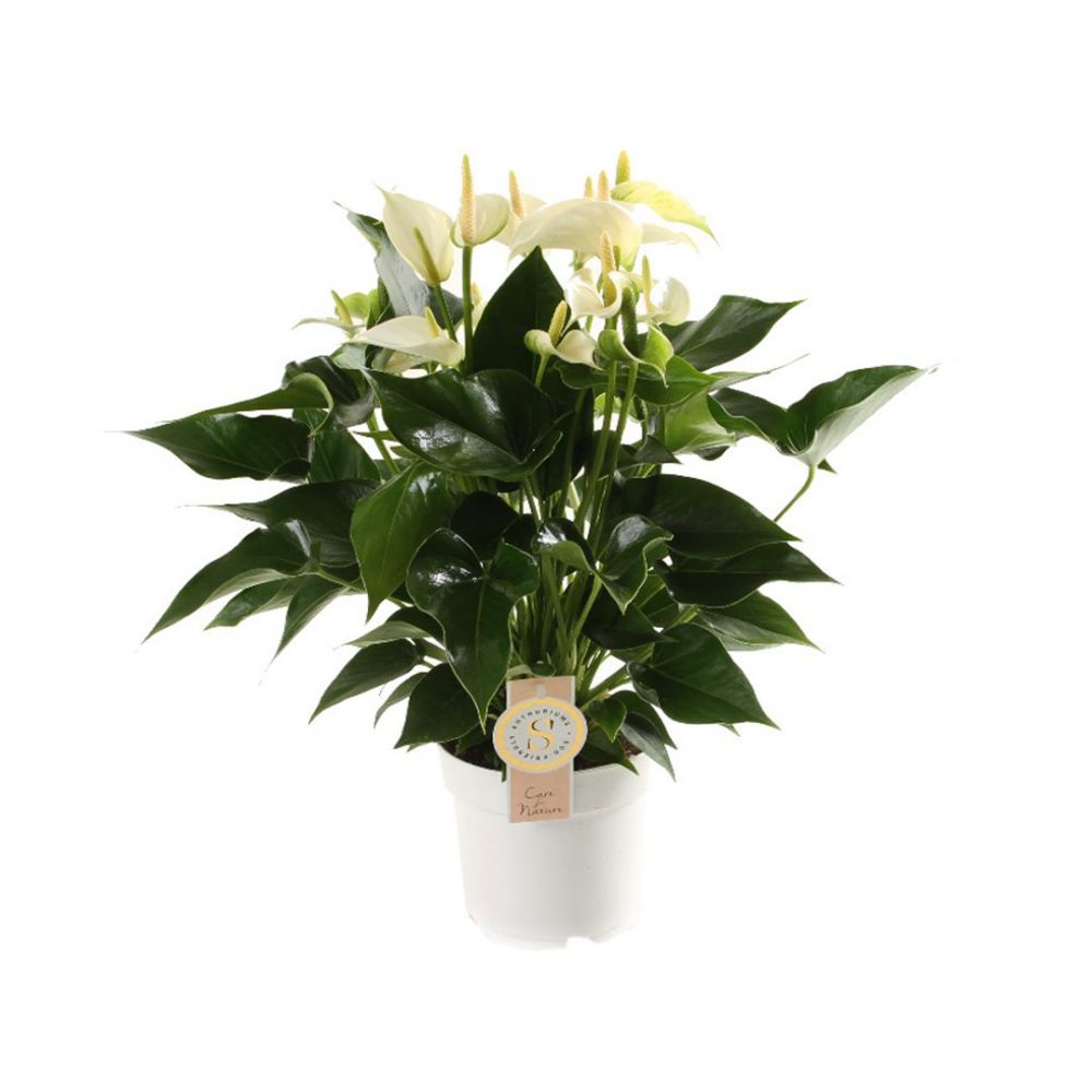 Anthurium White Champion Plant Price in Dubai, UAE
