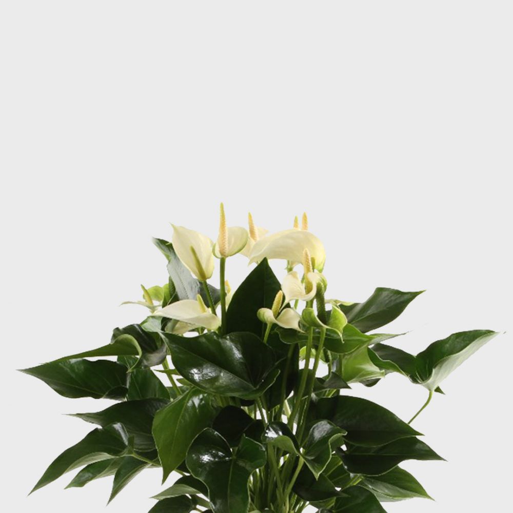 Anthurium White Champion Plant Price in Dubai, UAE - Image 2